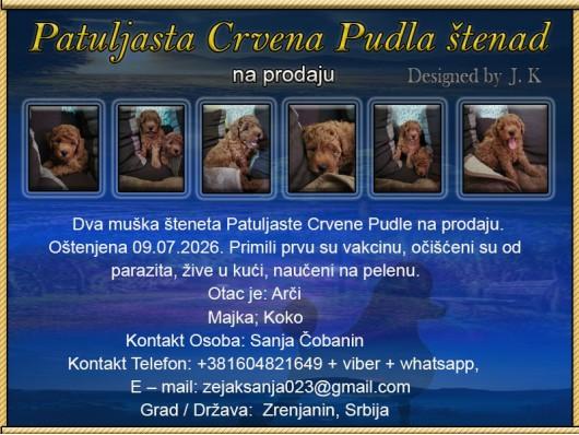 Patuljasta Crvena Pudla